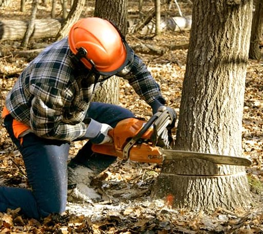 Tree Removal in Irvona, PA